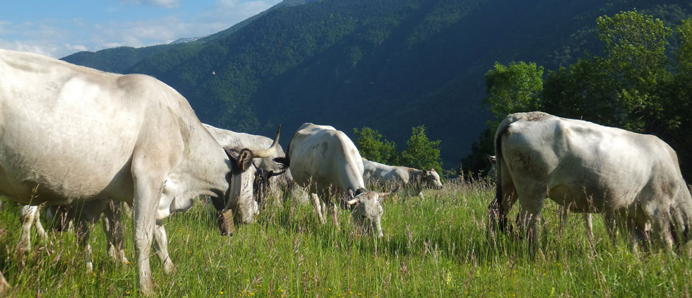 Notre troupeau de vaches gasconnes, élevées pour leur qualités bouchères