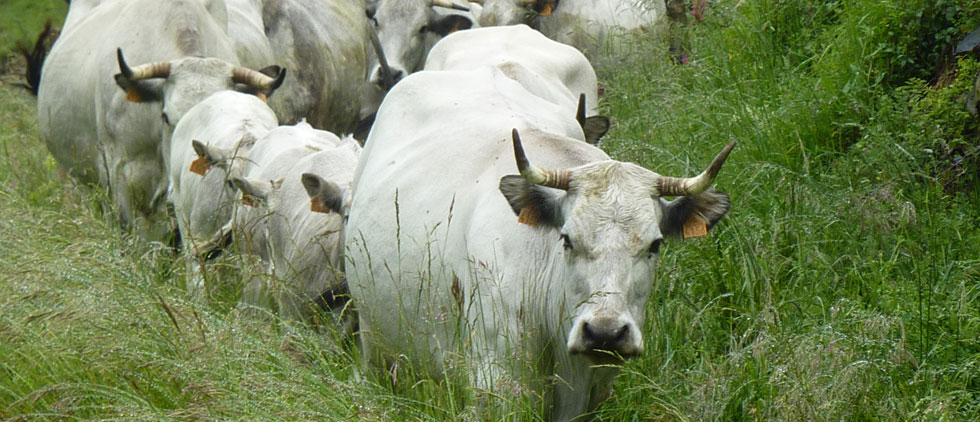 Vaches gasconnes dans les prés de la ferme