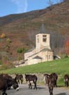 Transhumance au pied de l'eglise romane d'Axiat, a 5 mn du gite d'Appy en Haute Ariege