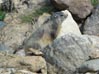Faune de nos montagnes, ici dans les montagnes d'Orlu en Haute Ariege Pyrenees