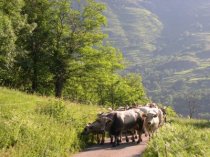 Transhumance 2005, vers l'estive de Luzenac et Unac dans les montagnes de la Haute Vallée de l'Ariege