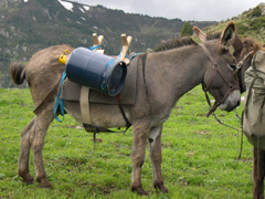 âne pas des Pyrénées