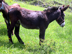 âne des Pyrénées adulte