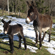 ane des Pyrénées et anesse