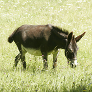 anesse des Pyrénées