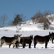 anes de randonnée en Ariège Pyrénées