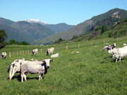 elevage bovin traditionnel des Pyrenees