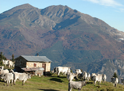 vaches en montagne Pyrénées