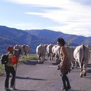 vaches à viande en montagne en automne