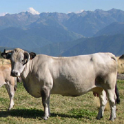 vaches à viande en montagne en été