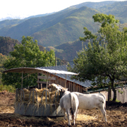 vaches à viande en montagne en hiver