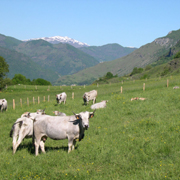 vaches à viande en montagne au printemps