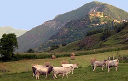 la prairie naturelle: un délice pour nos vaches dans les prés