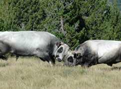 taureaux en montagne Ariège Pyrénées