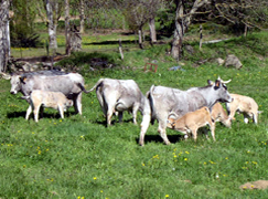 vaches  et veaux en Ariège-Pyrénées