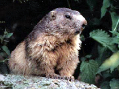 une petite marmotte dans la réserve d'Orlu