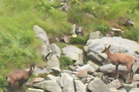 l'isard, notre chamois pyrénéen