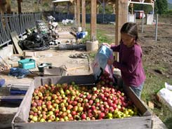préparation du jus de pomme fermier