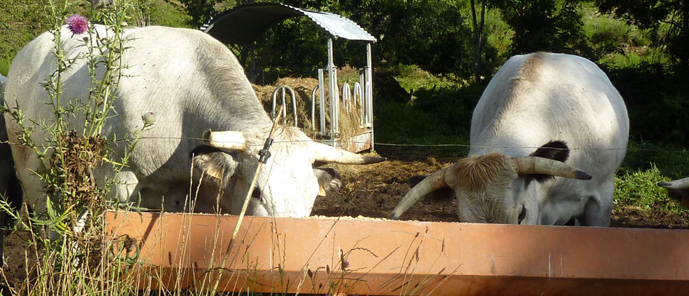 Nos vaches se nourrissent de l