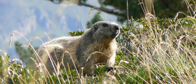 randonnée avec un âne à la rencontre des marmottesOrlu Ariège Pyrénées