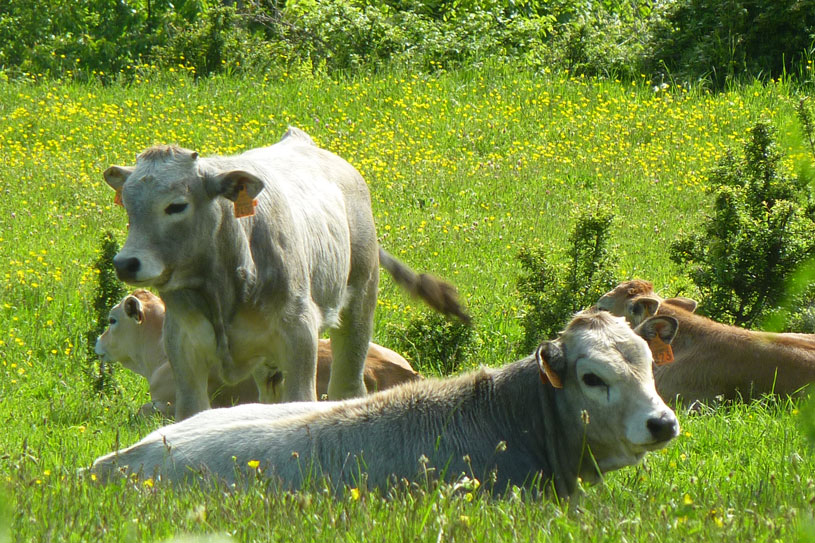 Les veaux de la ferme têtent le lait de leur mère puis mangent l'herbe des parcours